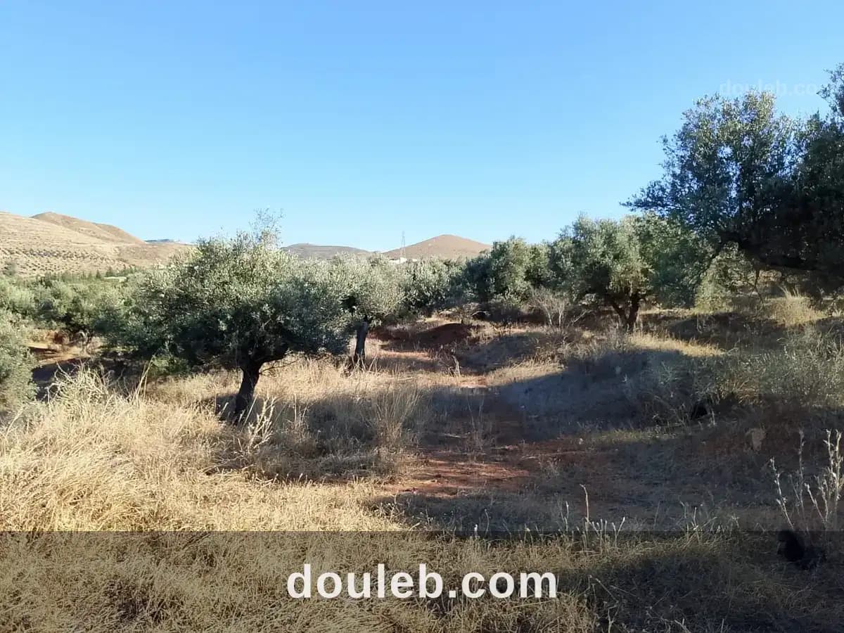 Terrain de 1 hectare à sidi thabet jabbes - Miniature 2