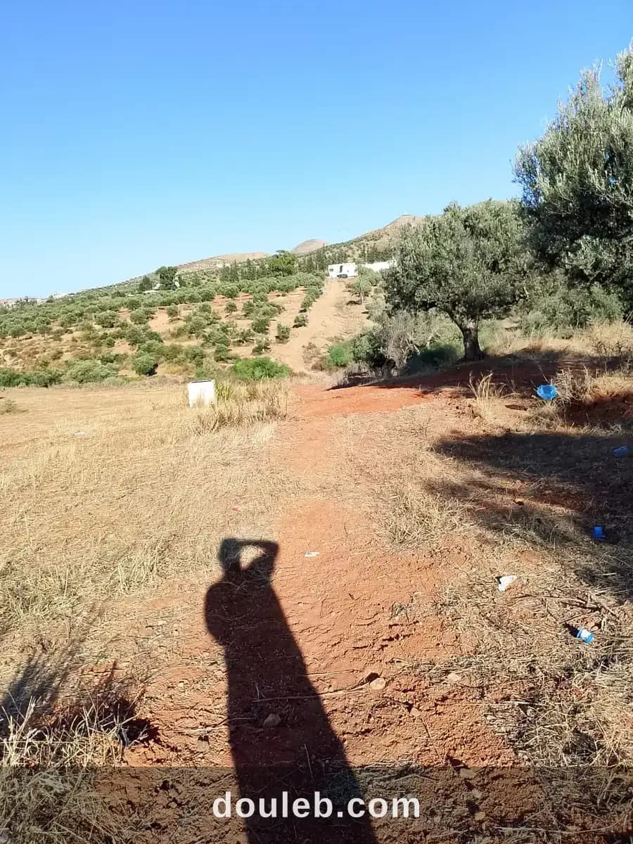 Terrain de 1 hectare à sidi thabet jabbes - Miniature 3