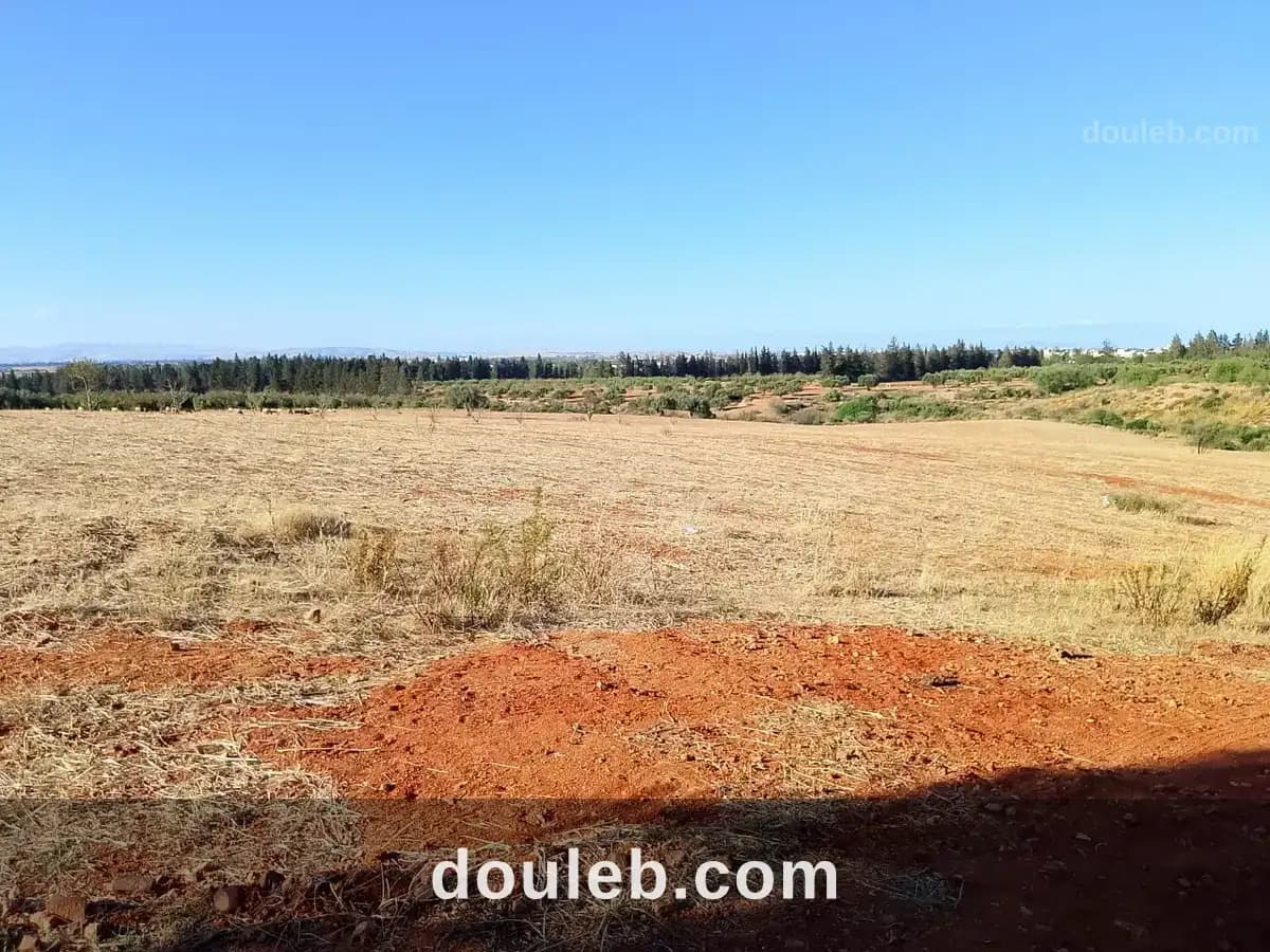 Terrain de 1 hectare à sidi thabet jabbes - Miniature 4