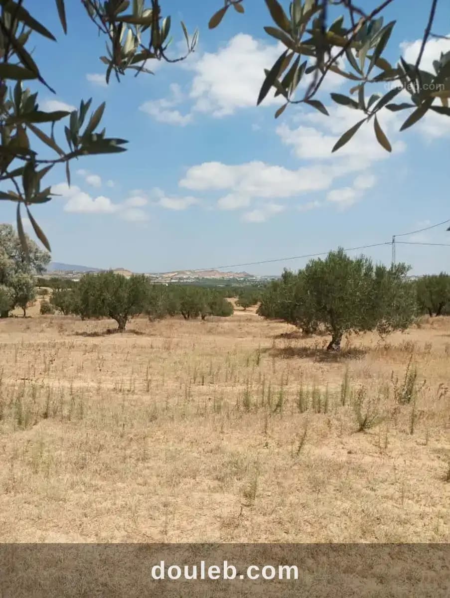 Av terrain 1000m à 40md à hammamet sud à Nabeul