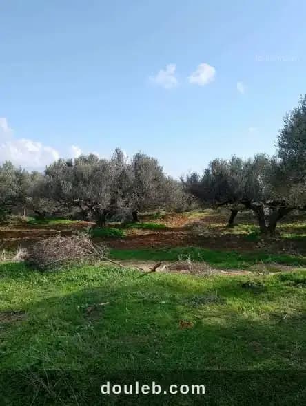 Terrain agricole à Nabeul