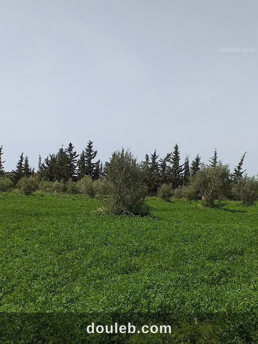 Agréable terrain - Miniature 2