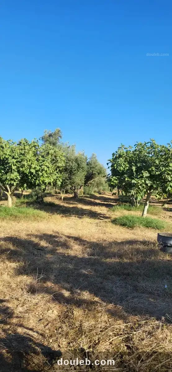 Terrain agricole à el azib à Bizerte