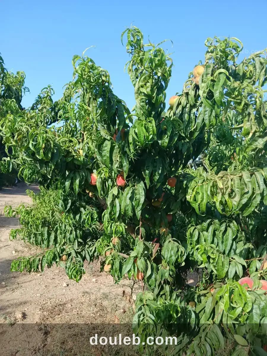 Ferme agricole de 2 hectares à el khatmine bizerte à Bizerte