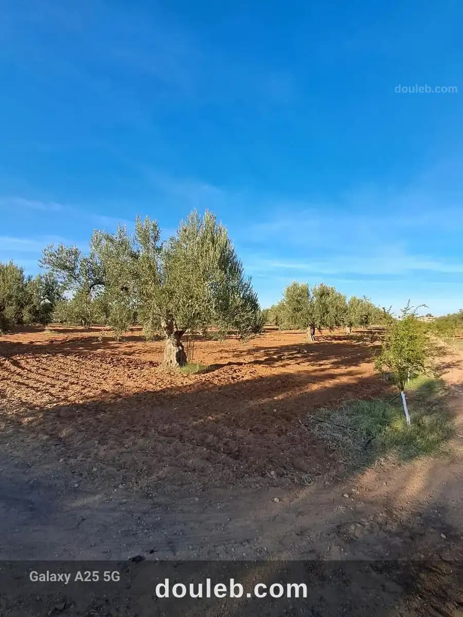 Senia clôturé 2 hectares et 4000m à kalaa kebira - Miniature 4