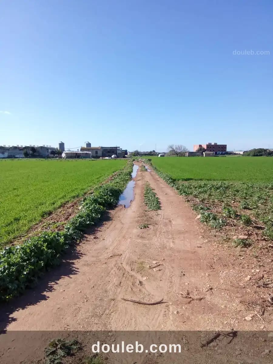 Terrain agricole a coté de la faculté iset kelibia à Nabeul