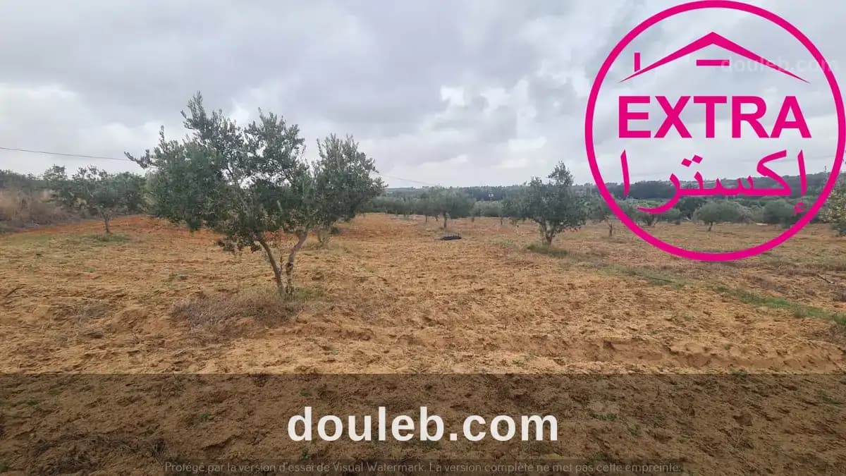 2eme campagne a ghardaia à Nabeul