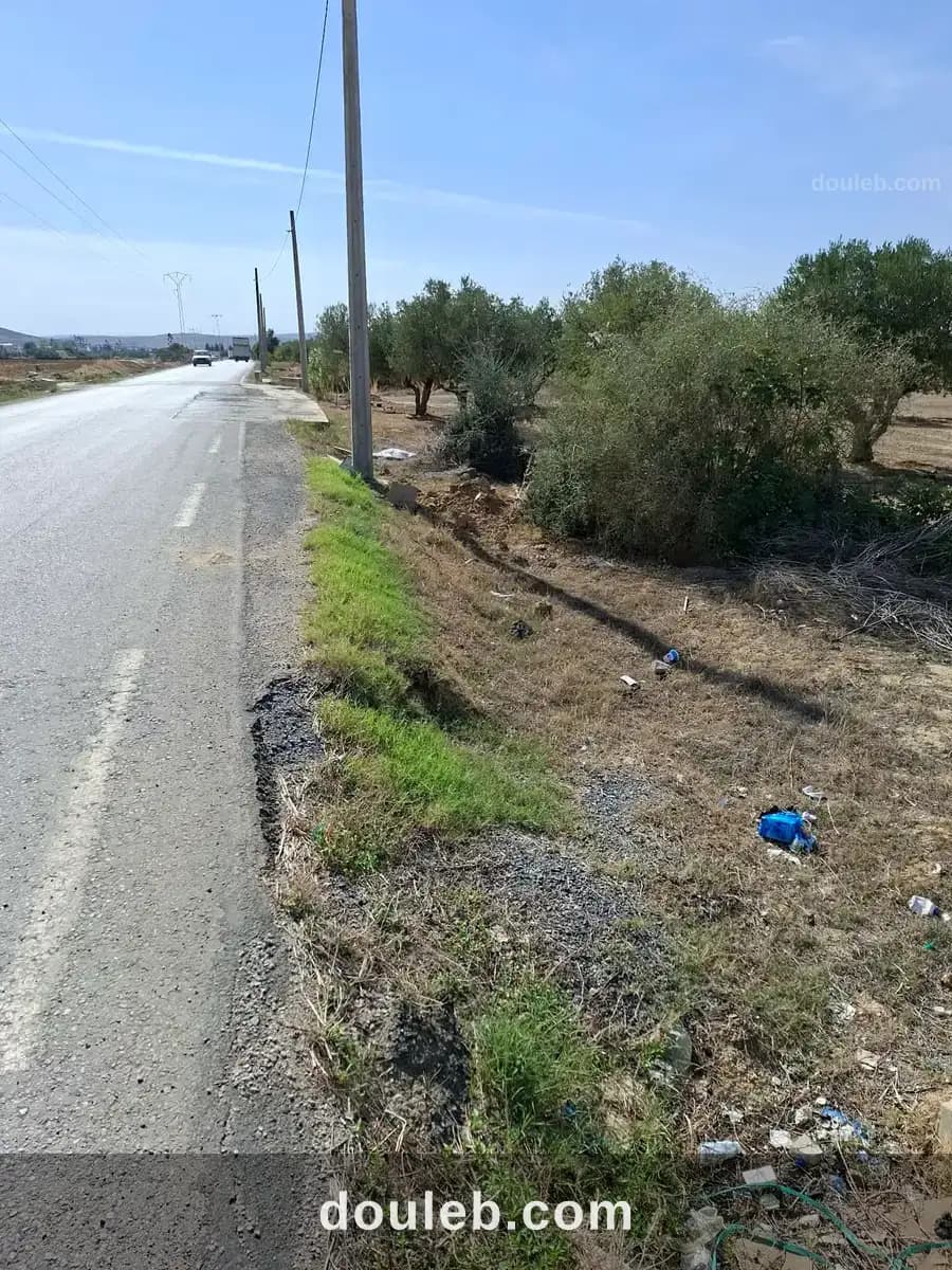 1500m avec oliviers sur la route hmayem négociable - Miniature 3