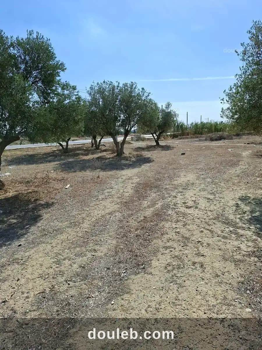 1500m avec oliviers sur la route hmayem négociable - Miniature 4