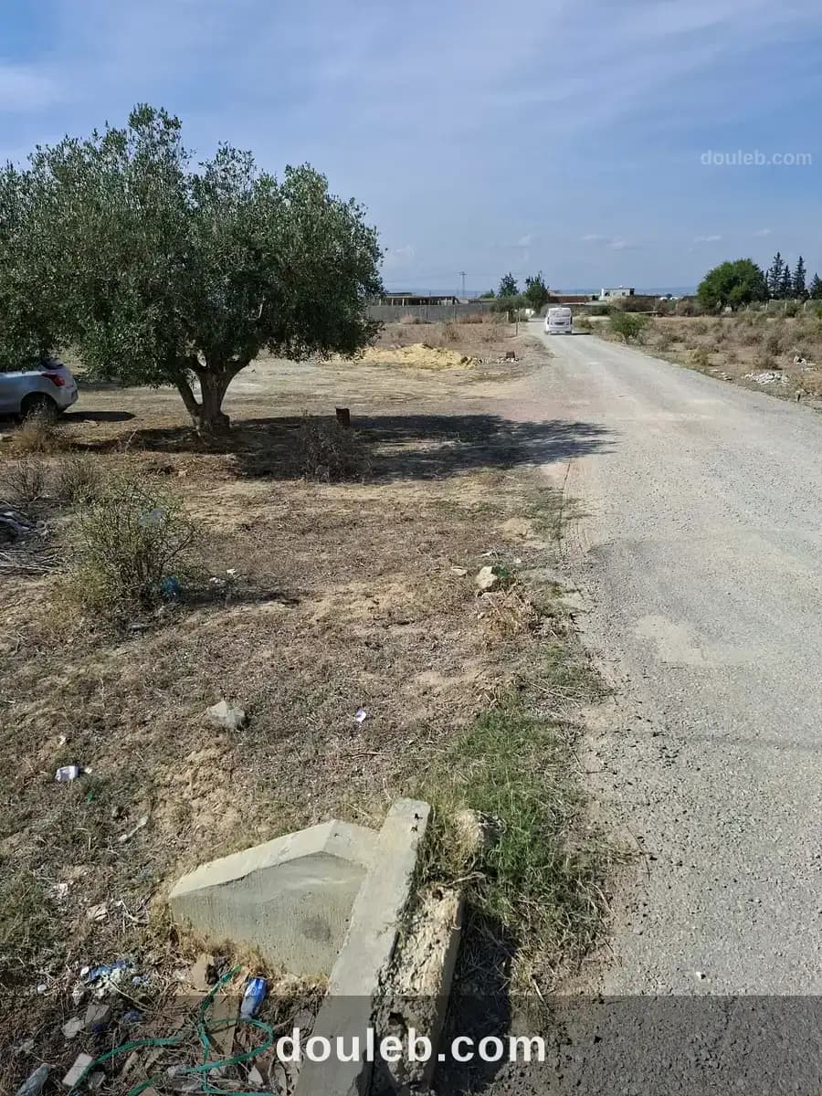 1500m avec oliviers sur la route hmayem négociable - Miniature 5