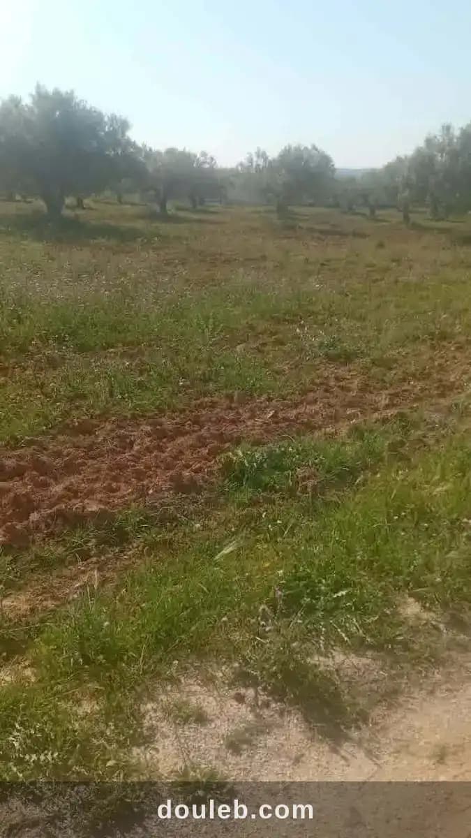 Av beau terrain de 1000m à hammamet sud - Photo 1
