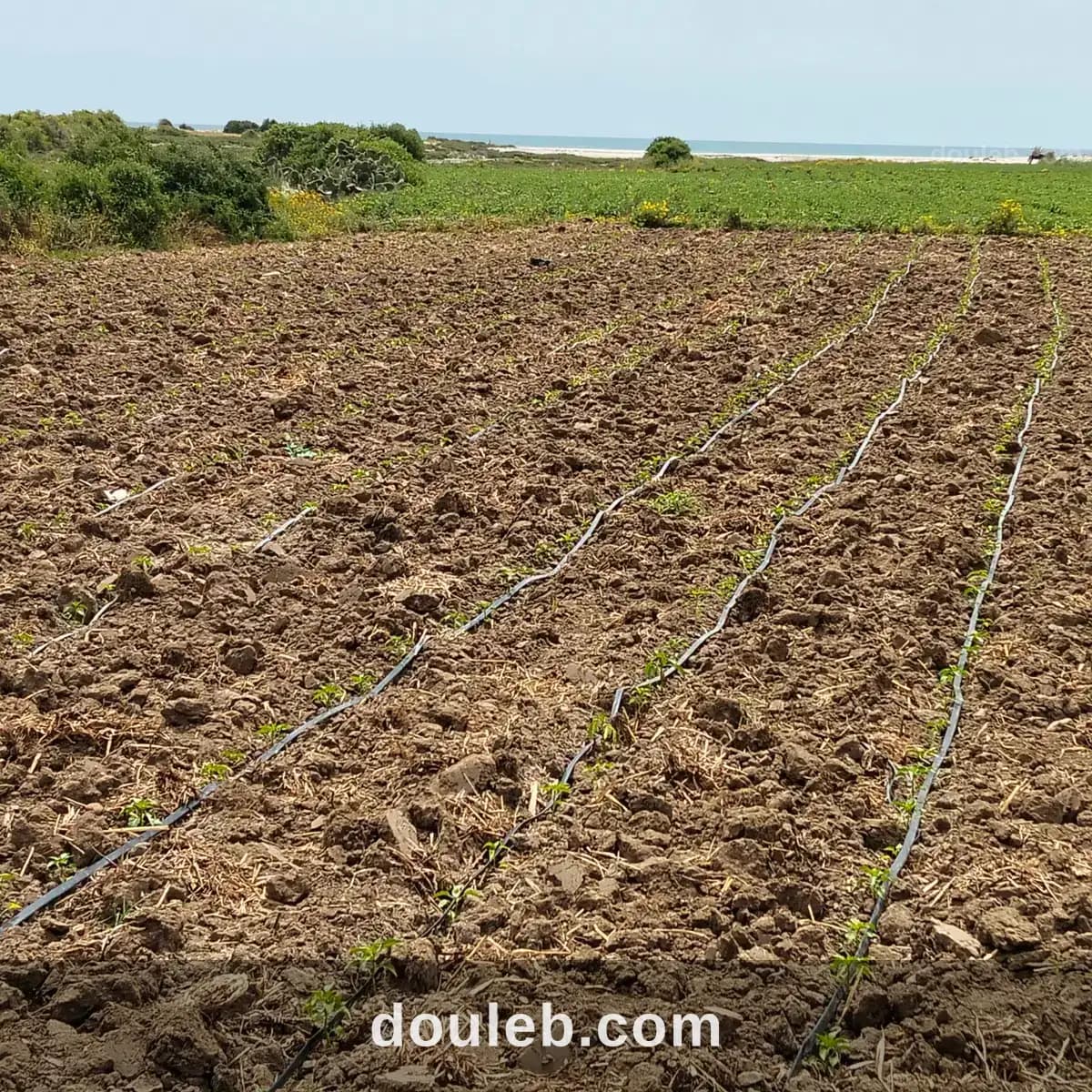 Terrain agricole à 300 mètre de la plage - Photo 1
