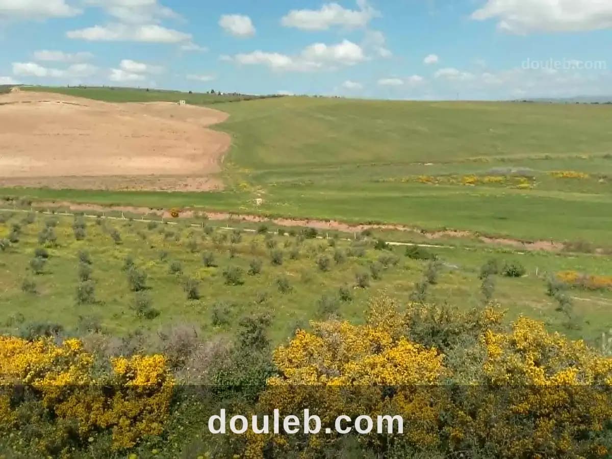 Terrain agricole avec amandiers - Photo 1