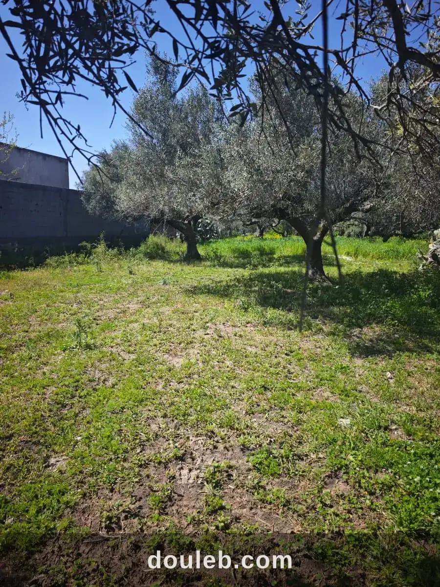 Terrain avec oliviers a hammem el ghzez - Photo 1