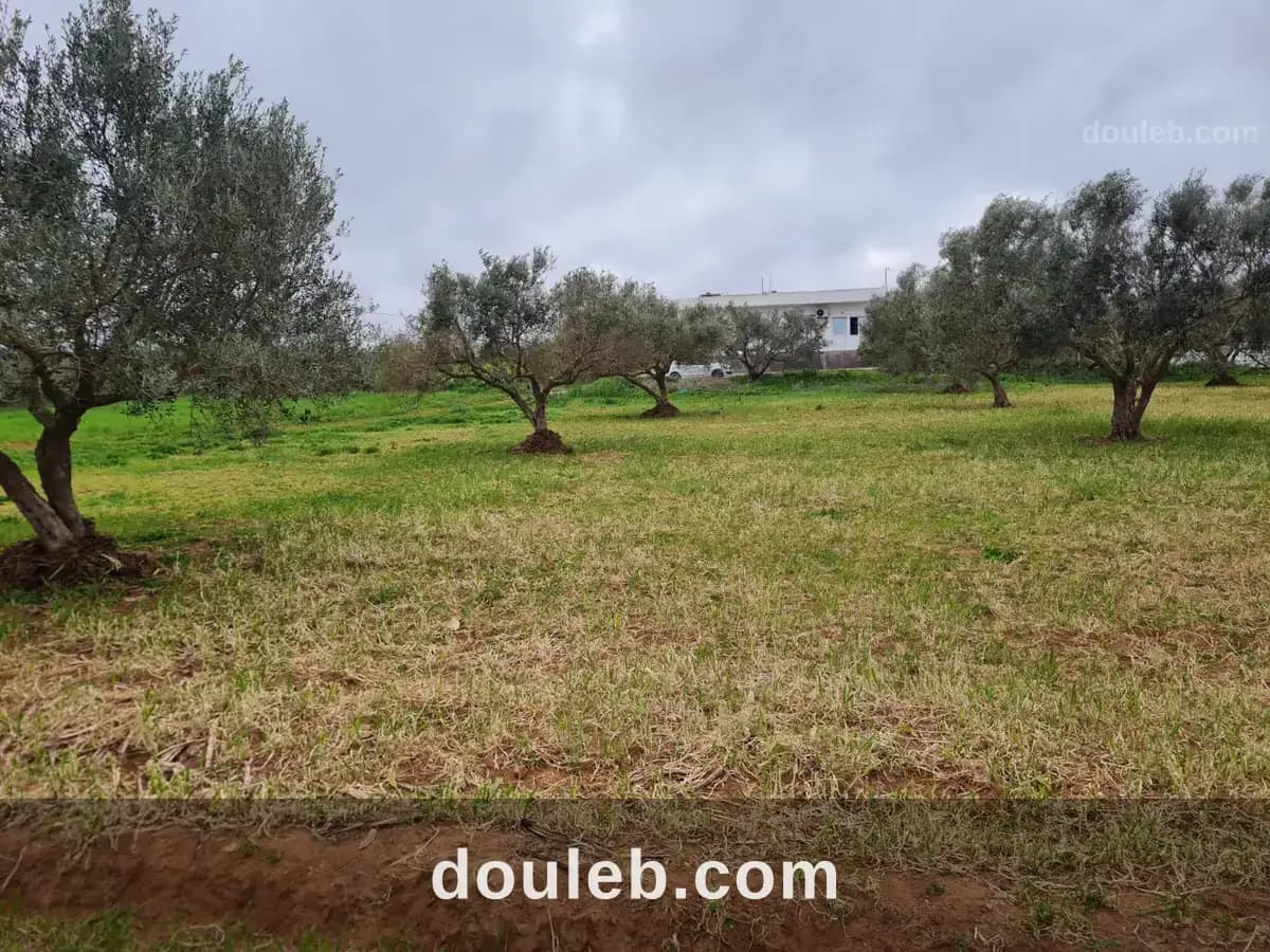 Senia a dar dallouch kelibia - Photo 1