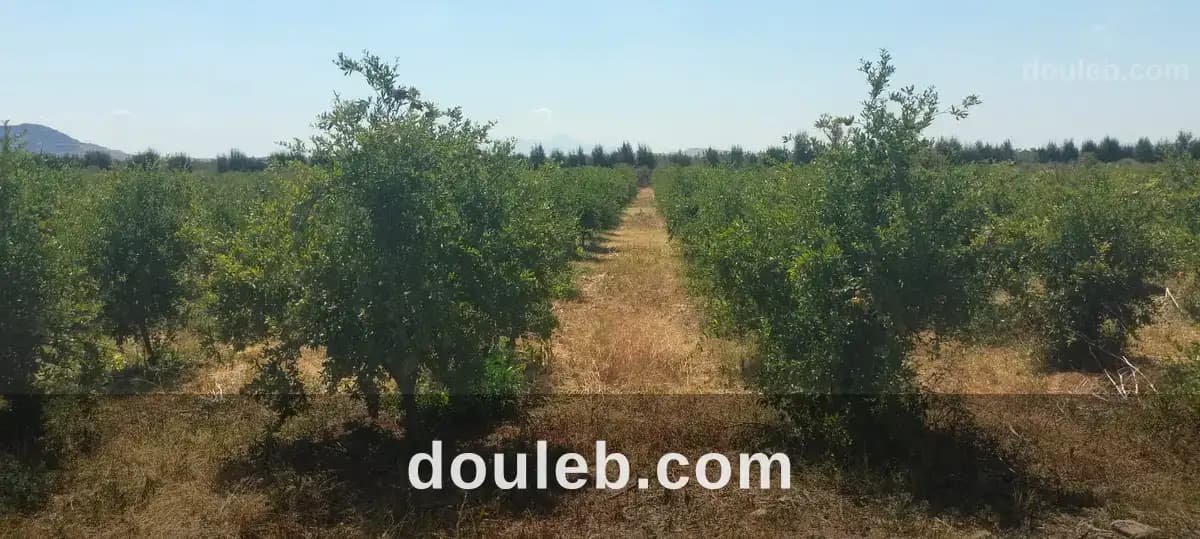 11hectares grenadiers et d'oliviers - Photo 1