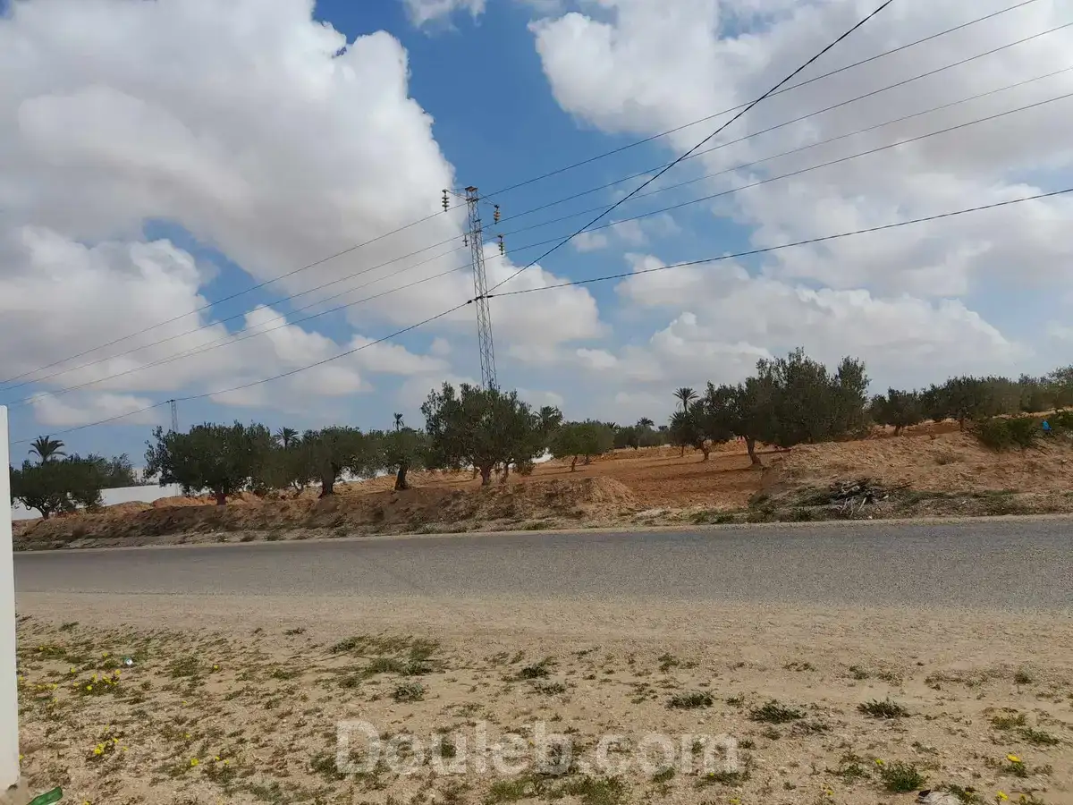 Huile d'olive bio de djerba 4175 el may - Miniature 3