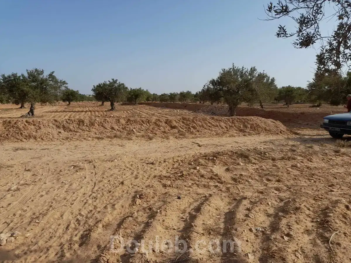 Huile d'olive bio de djerba 4175 el may - Miniature 4