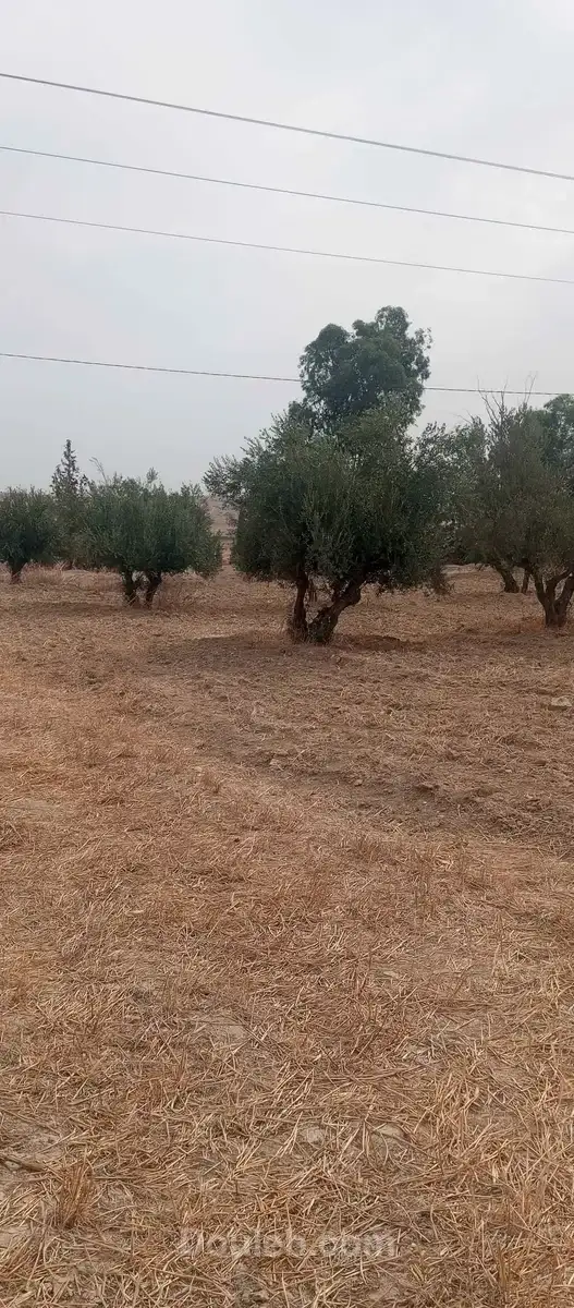 Terrain au bord de route - Miniature 4