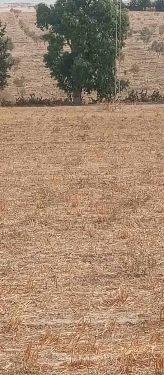 Terrain au bord de route - Miniature 5