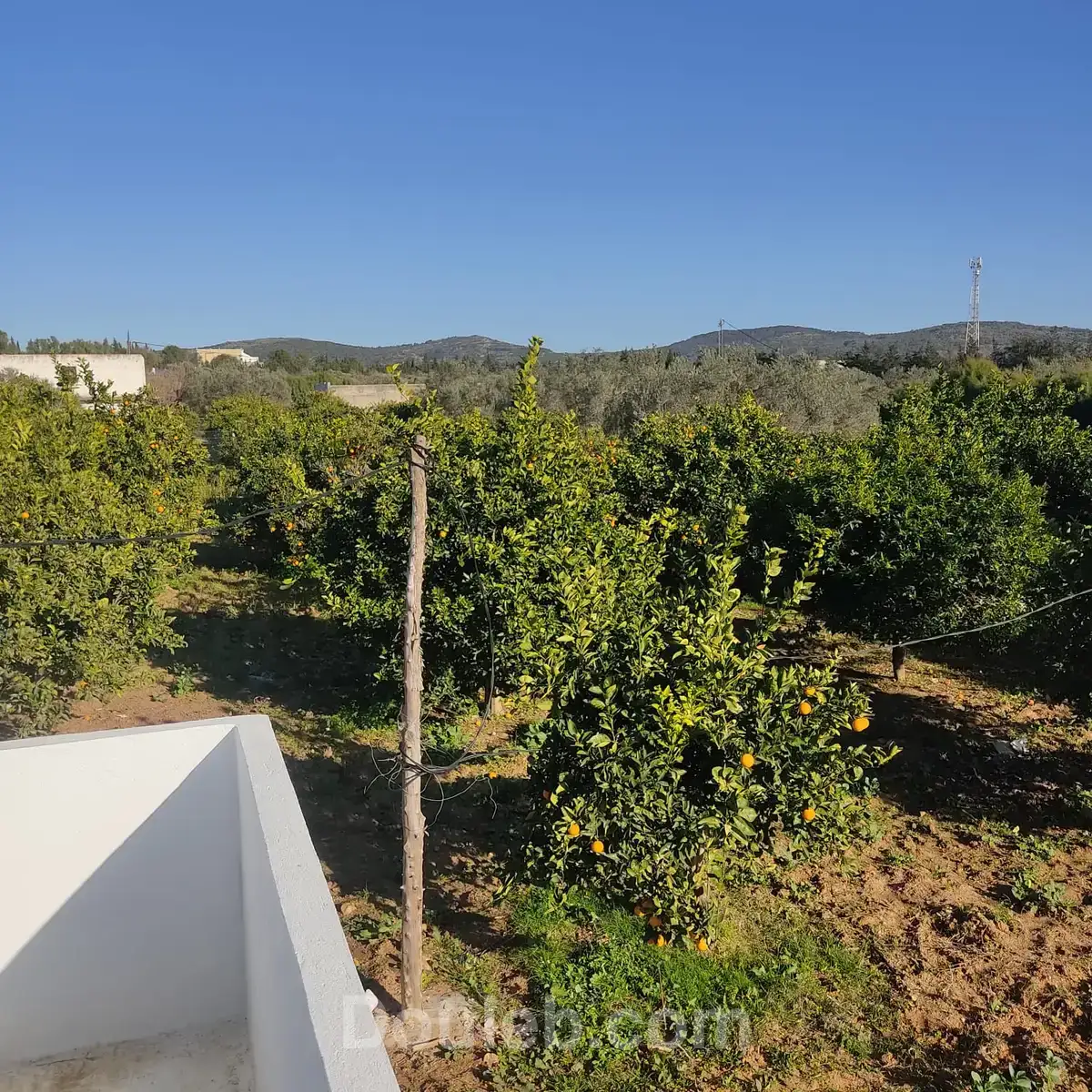 Domaine d'exeption à menzel bouzelfa - Miniature 2