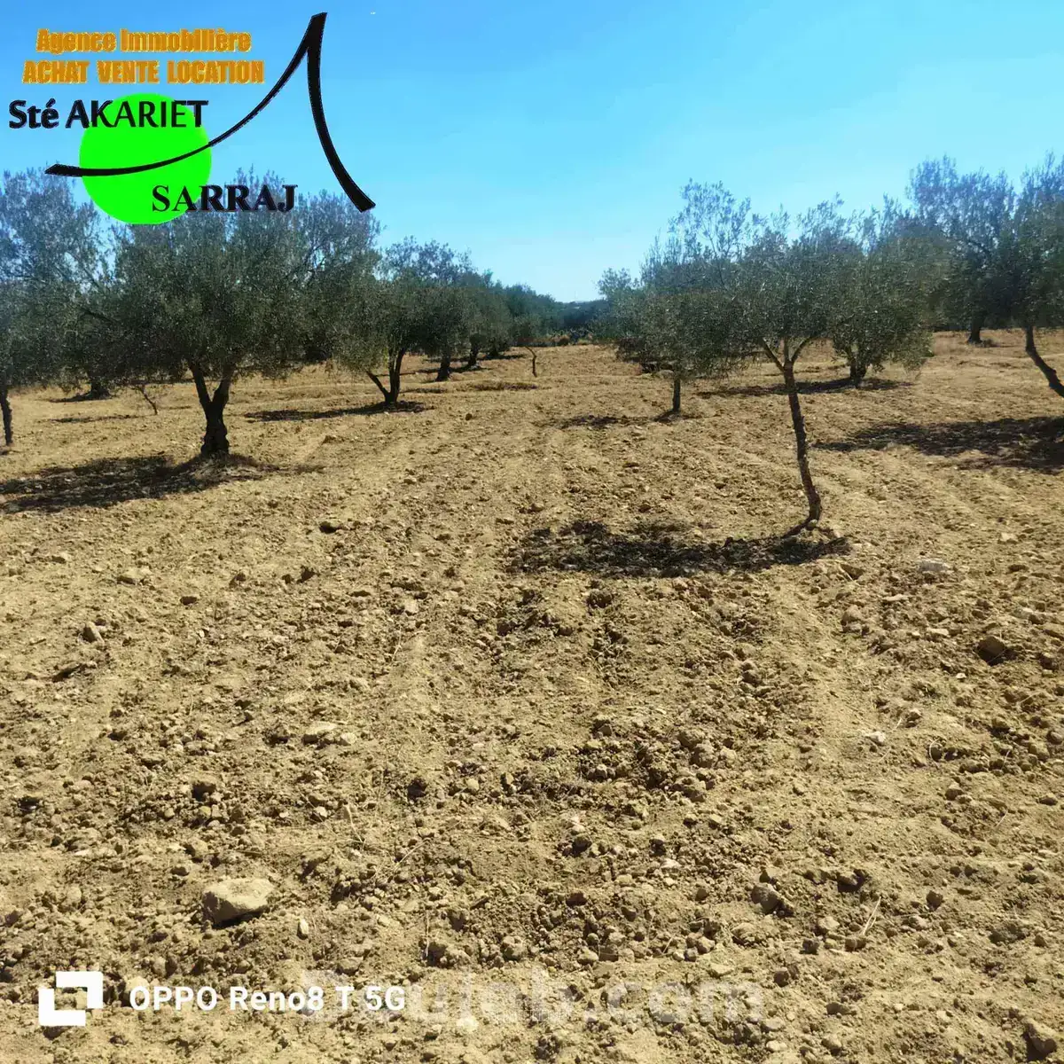 Senia 1hectare et 6000m à kalaa seghira - Miniature 2