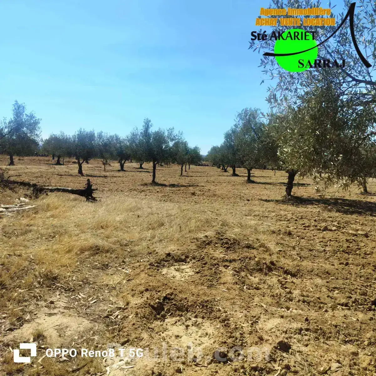 Senia 1hectare et 6000m à kalaa seghira - Miniature 3