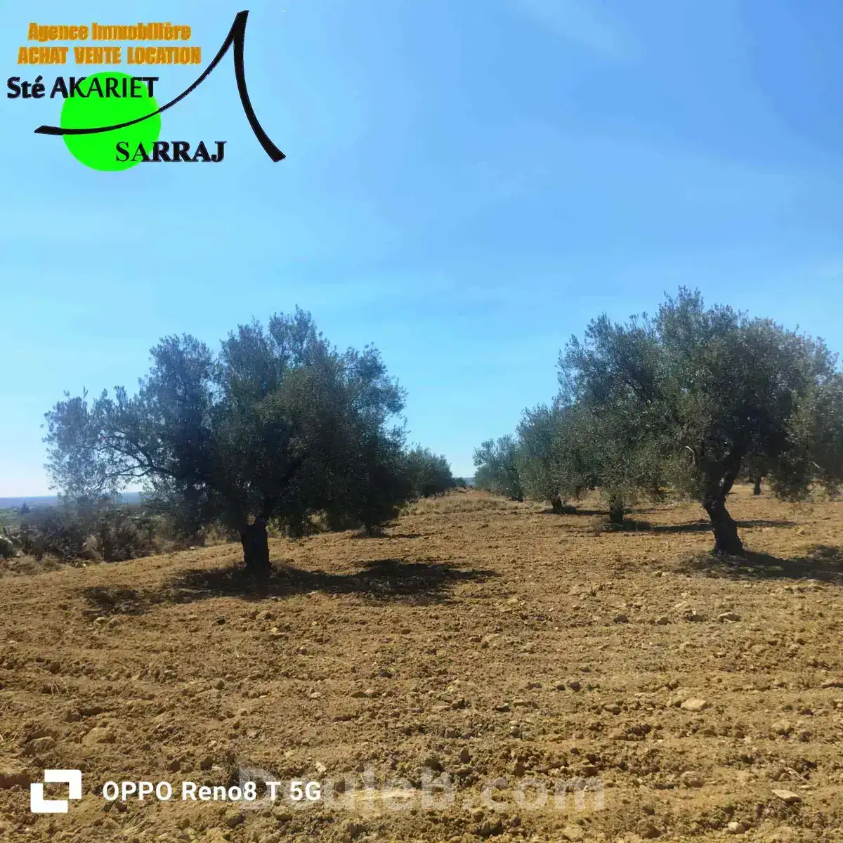 Senia 1hectare et 6000m à kalaa seghira - Miniature 4