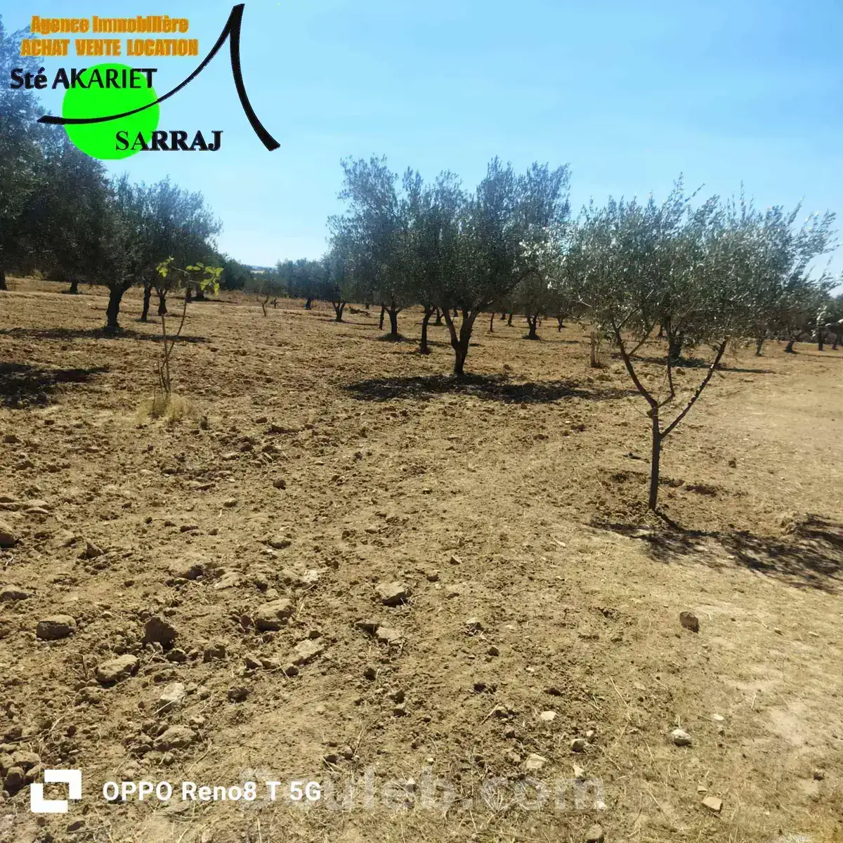 Senia 1hectare et 6000m à kalaa seghira - Miniature 5