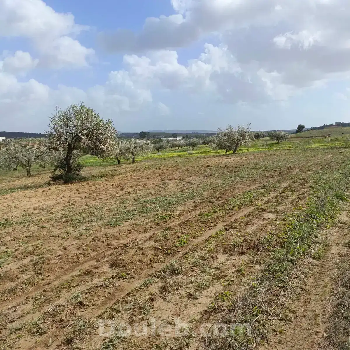 Av 9000m avec 26 oliviers à hammamet - Miniature 3
