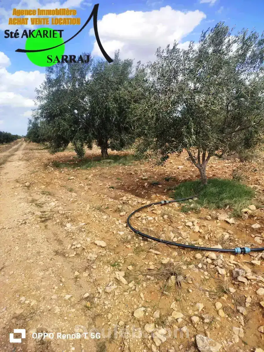 Senia 8 hectares et 6000m à kalaa kebira el kraria - Miniature 2