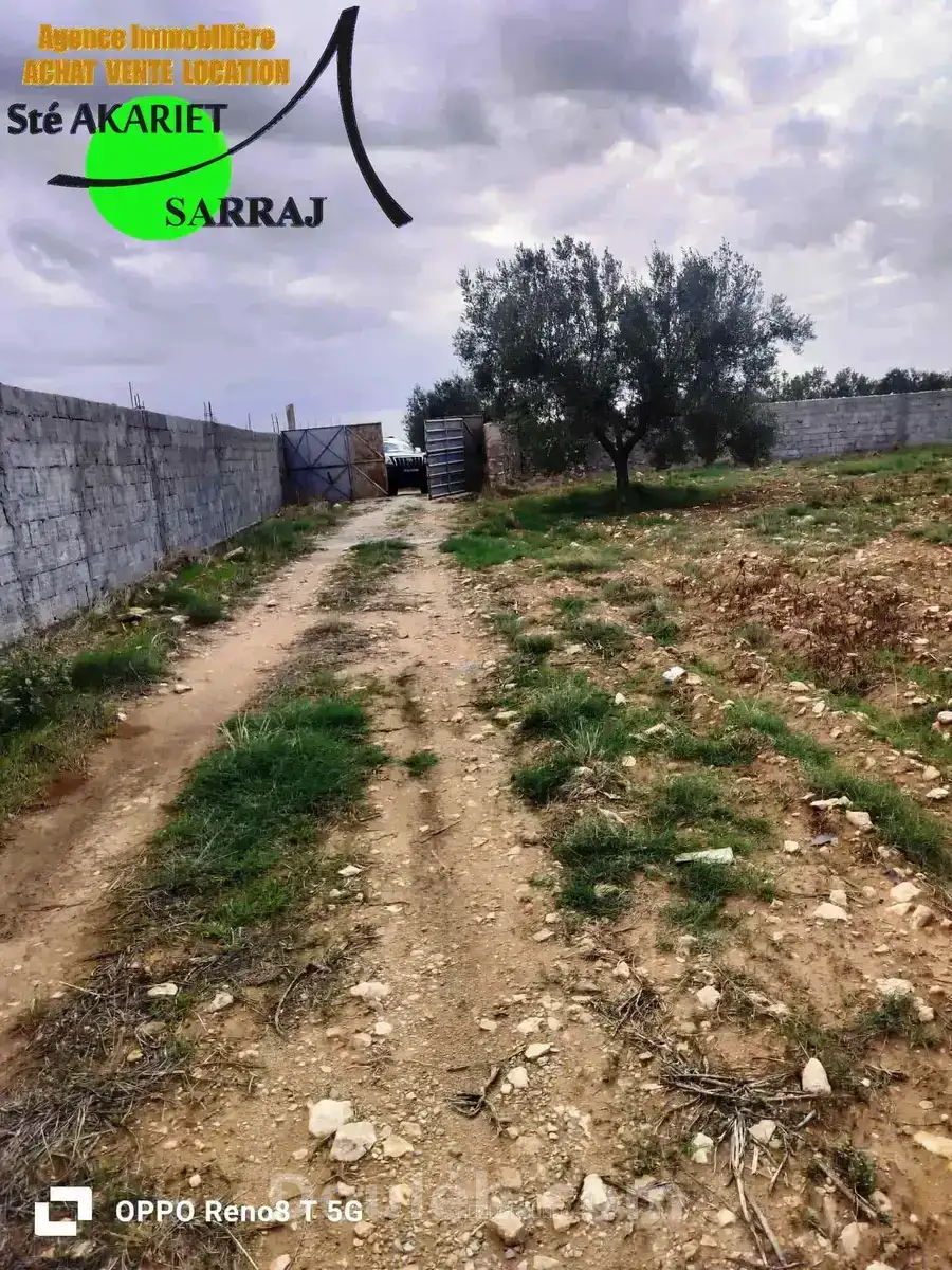 Senia 8 hectares et 6000m à kalaa kebira el kraria - Miniature 3