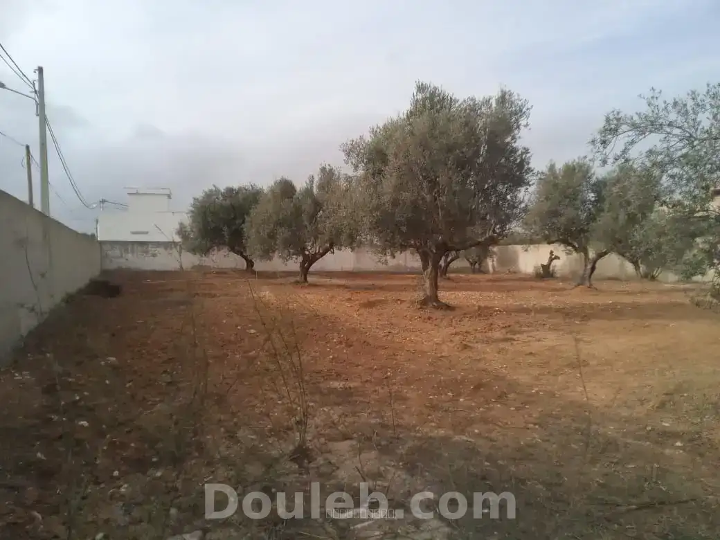 Borj touil vnt ter 600m2 - Miniature 2