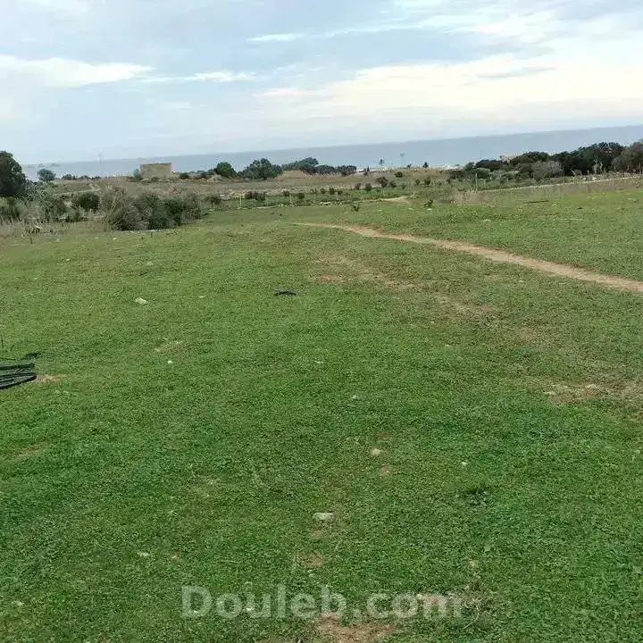 8000m2 olives a 200mdt - Photo 1