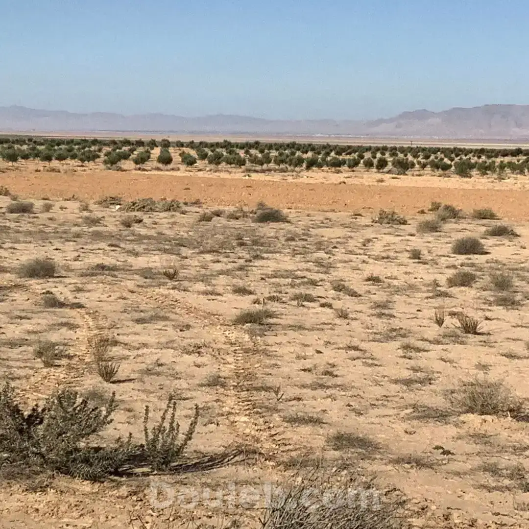 Occasion d'or - Miniature 3