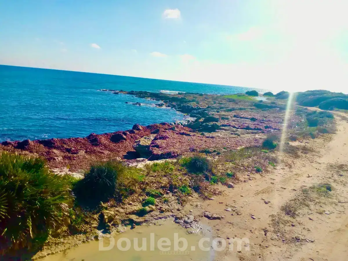 Terrain à kerkouane kelibia - Miniature 2