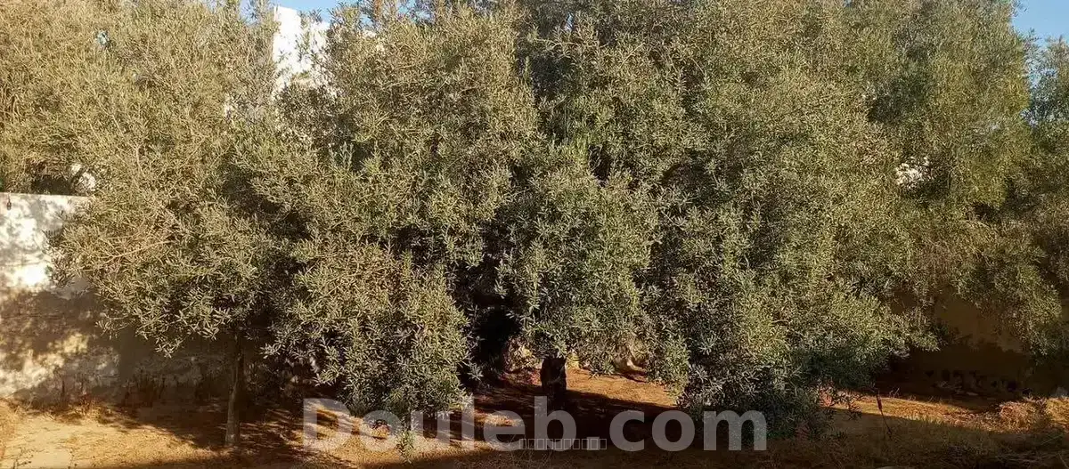 Maison a zarzis - Miniature 2