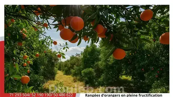 Terrain agricole d agrumes de 5 ha - Miniature 2