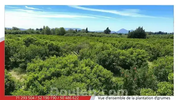 Terrain agricole d agrumes de 5 ha - Miniature 3