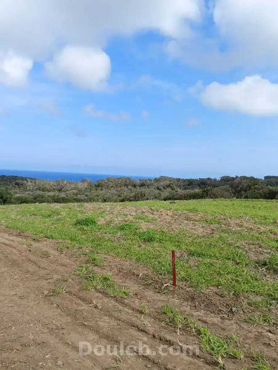 Terrain tamazrat - Miniature 2