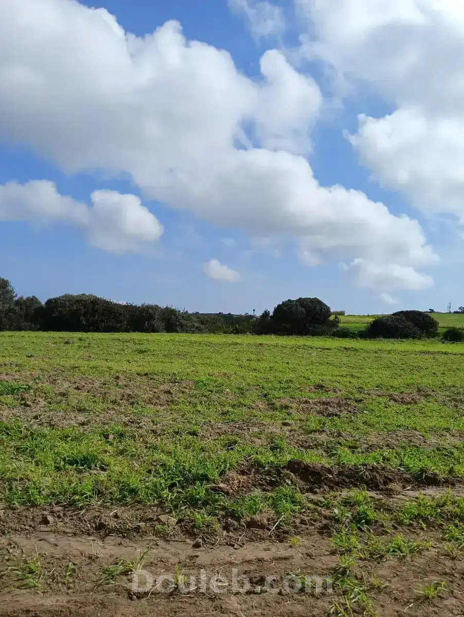 Terrain tamazrat - Miniature 3