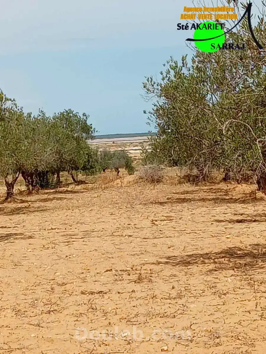 Offre à ne pas rater terrain 2300m à fokaia - Miniature 2