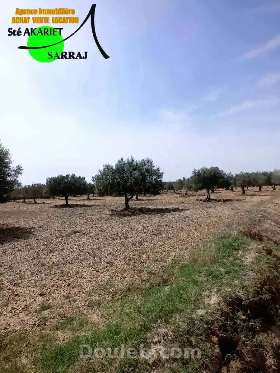 Offre à ne pas rater terrain 2300m à fokaia - Miniature 5