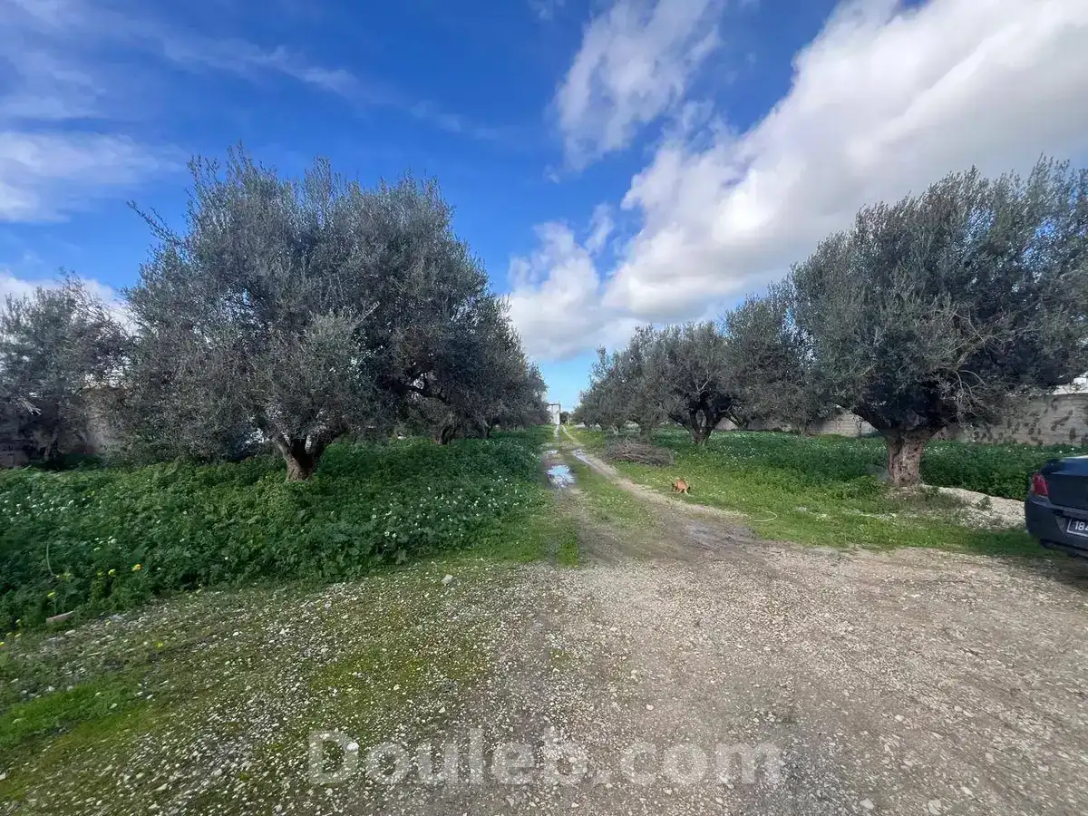 À sidi younes - Miniature 5