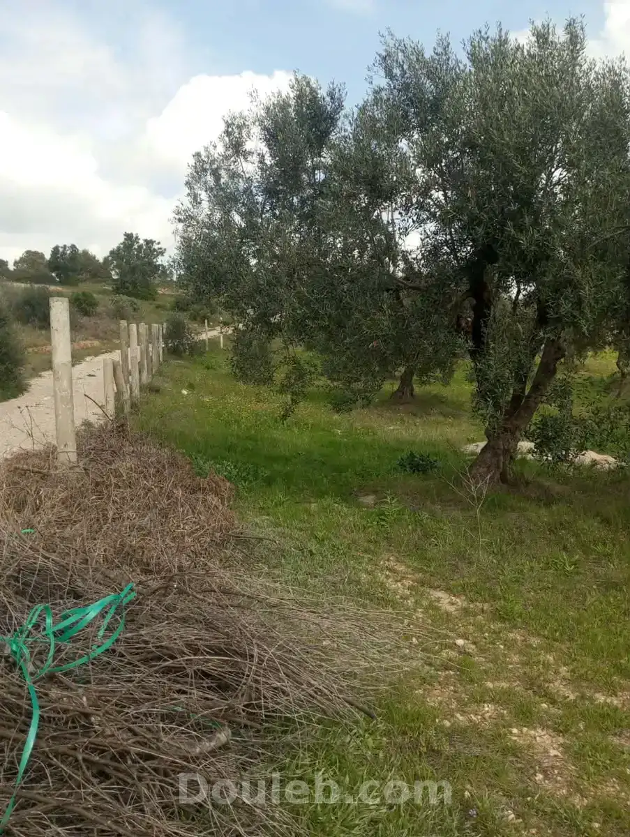 Av terrain 9000m et 120 oliviers à zaghouan - Miniature 4