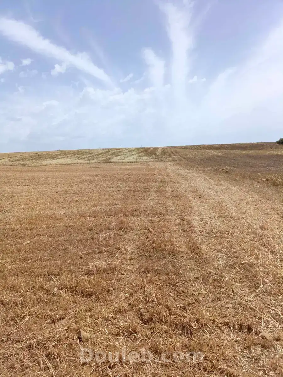 Av terrain de 4900m à hammamet sud - Miniature 3