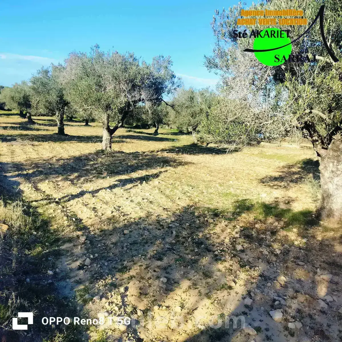 Opportunité terrain agricole 3366m à fokaia - Miniature 2