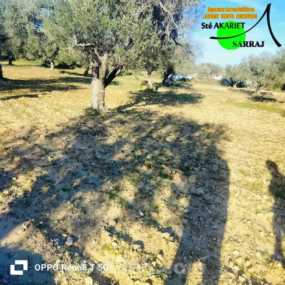 Opportunité terrain agricole 3366m à fokaia - Miniature 3