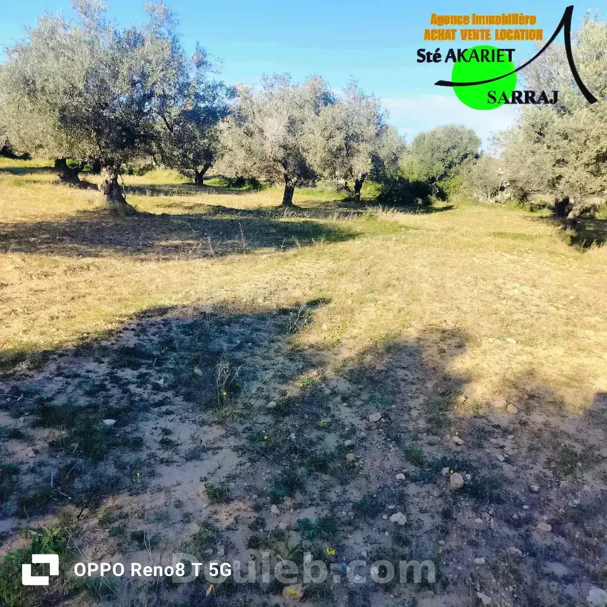 Opportunité terrain agricole 3366m à fokaia - Miniature 4