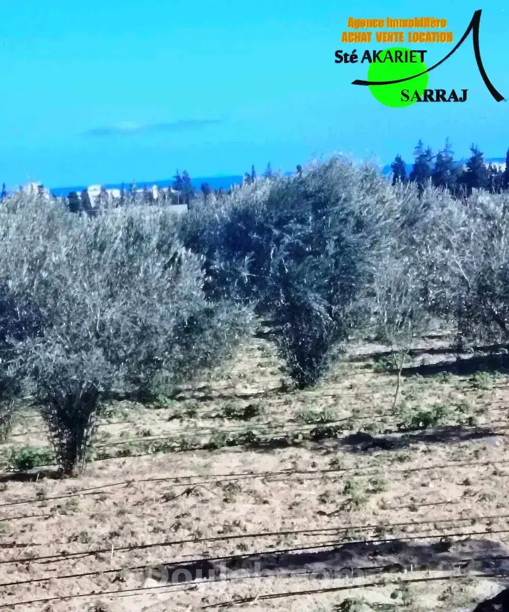 Terrain titré 1094m vue de mer à tantana - Miniature 4